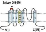 KV1.3 (KCNA3) (extracellular) Antibody