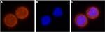 KCNH1 Antibody in Immunocytochemistry (ICC/IF)
