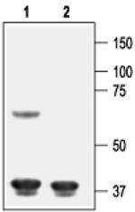Kir6.1 (KCNJ8) Antibody in Western Blot (WB)