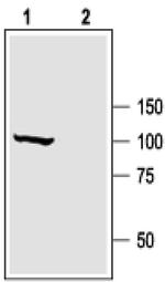 KCNMA1 Antibody in Western Blot (WB)
