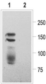 KCNH2 (extracellular) Antibody in Western Blot (WB)