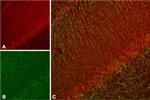 KCNH7 Antibody in Immunohistochemistry (IHC)