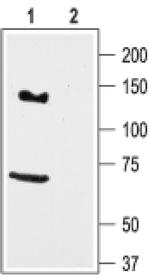 KCNH7 Antibody in Western Blot (WB)