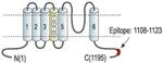 KCNH7 Antibody