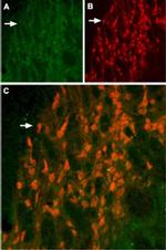KCNH6 Antibody in Immunohistochemistry (IHC)