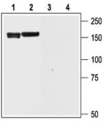 KCNH6 Antibody in Western Blot (WB)