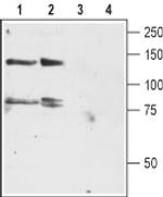 KCNH4 Antibody in Western Blot (WB)