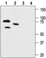 KV4.1 (KCND1) Antibody in Western Blot (WB)