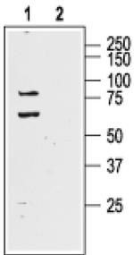 KV4.1 (KCND1) Antibody in Western Blot (WB)