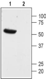 KCNK13 (extracellular) Antibody in Western Blot (WB)