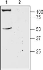 KCNK18 (extracellular) Antibody in Western Blot (WB)