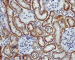 Kir5.1 (KCNJ16) Antibody in Immunohistochemistry (Paraffin) (IHC (P))