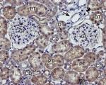 Kir7.1 (KCNJ13) (extracellular) Antibody in Immunohistochemistry (Paraffin) (IHC (P))