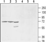 KCNS1 (extracellular) Antibody in Western Blot (WB)