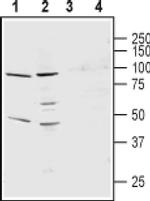 KCNS3 (extracellular) Antibody in Western Blot (WB)