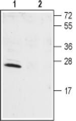 KCNIP1 Antibody in Western Blot (WB)