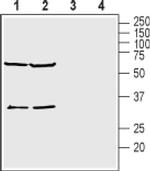 KCNK15 (extracellular) Antibody in Western Blot (WB)