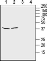 Kir4.1 (KCNJ10) (extracellular) Antibody in Western Blot (WB)