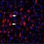 KV1.4 (KCNA4) (extracellular) Antibody in Immunohistochemistry (Frozen) (IHC (F))