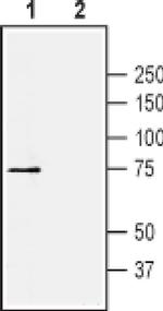 KV1.4 (KCNA4) (extracellular) Antibody in Western Blot (WB)