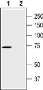 KV1.4 (KCNA4) (extracellular) Antibody in Western Blot (WB)