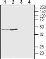KCNK12 (extracellular) Antibody in Western Blot (WB)