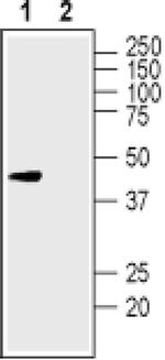 KCNK12 (extracellular) Antibody in Western Blot (WB)