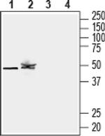 KCNK12 (extracellular) Antibody in Western Blot (WB)