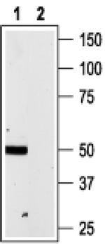 P2X4 Antibody in Western Blot (WB)