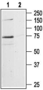 P2X7 Antibody in Western Blot (WB)