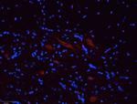 P2X5 Antibody in Immunohistochemistry (Frozen) (IHC (F))