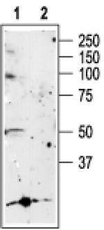 P2X5 Antibody in Western Blot (WB)