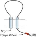 P2X5 Antibody