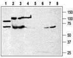 P2X7 (extracellular) Antibody in Western Blot (WB)