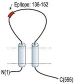 P2X7 (extracellular) Antibody