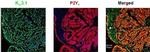 P2Y2 Antibody in Immunohistochemistry (IHC)