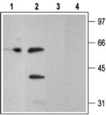 P2Y2 Antibody in Western Blot (WB)
