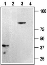 P2Y12 Antibody in Western Blot (WB)