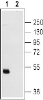 P2Y12 Antibody in Western Blot (WB)