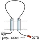 P2X6 Antibody