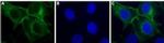 P2Y11 Antibody in Immunocytochemistry (ICC/IF)