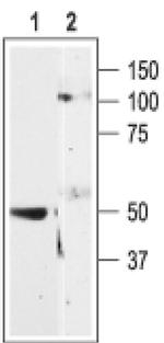 P2Y11 Antibody in Western Blot (WB)