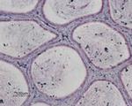P2Y13 Antibody in Immunohistochemistry (Paraffin) (IHC (P))