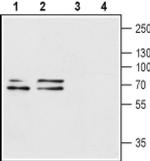 P2X1 (extracellular) Antibody in Western Blot (WB)