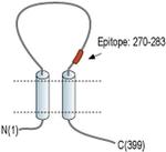 P2X1 (extracellular) Antibody