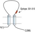 P2X4 (extracellular) Antibody