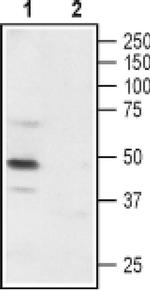P2X3 (extracellular) Antibody in Western Blot (WB)