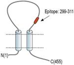 P2X5 (extracellular) Antibody