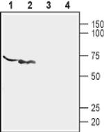 P2X6 (extracellular) Antibody in Western Blot (WB)