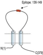 P2X6 (extracellular) Antibody
